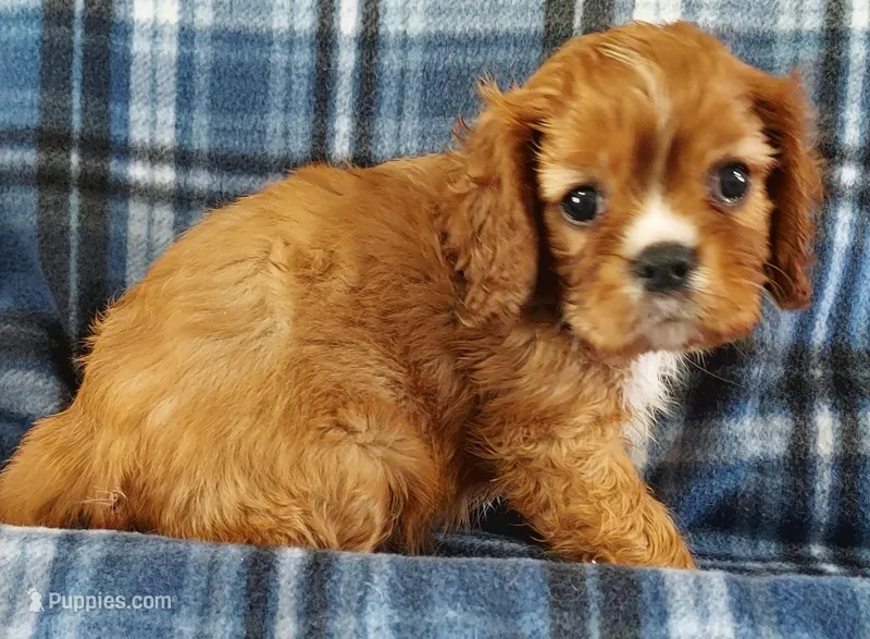 Will – Cavalier King Charles Spaniel puppy for sale in Purdy, MO