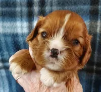 Will, a male Cavalier King Charles Spaniel for sale in Purdy, MO – Photo 3 of 3