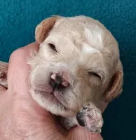 Rugby, a male Cavapoo for sale in Purdy, MO – Photo 1 of 2