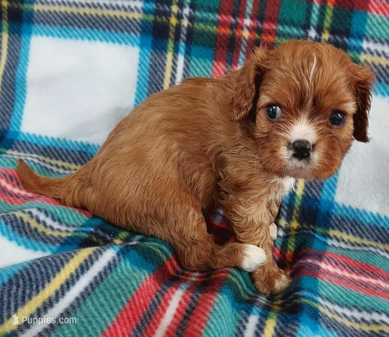 Will – Cavalier King Charles Spaniel puppy for sale in Purdy, MO