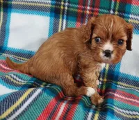 Will, a male Cavalier King Charles Spaniel for sale in Purdy, MO – Photo 1 of 3