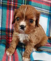 Will, a male Cavalier King Charles Spaniel for sale in Purdy, MO – Photo 2 of 3