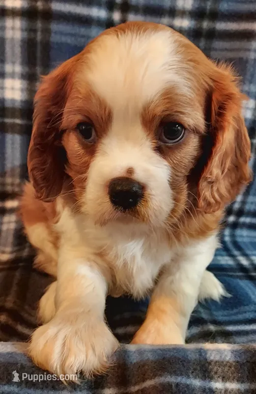 Jimmie – Cavalier King Charles Spaniel puppy for sale in Purdy, MO