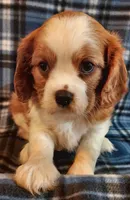 Jimmie, a male Cavalier King Charles Spaniel for sale in Purdy, MO – 1 of 5