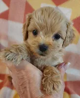 Luise, a female Cavapoo for sale in Purdy, MO – 4 of 4