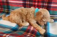 Rudy, a male Cavapoo for sale in Purdy, MO – 6 of 6