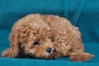 Shadow, a male Cavapoo for sale in Purdy, MO – 2 of 3