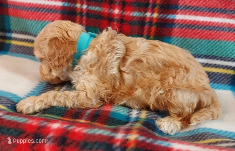 Rudy – Cavapoo puppy for sale in Purdy, MO