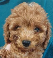 Shadow, a male Cavapoo for sale in Purdy, MO – 1 of 3