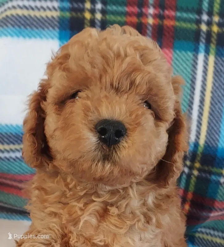 Shadow – Cavapoo puppy for sale in Purdy, MO