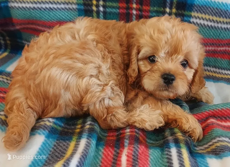 Sherlock – Cavapoo puppy for sale in Purdy, MO