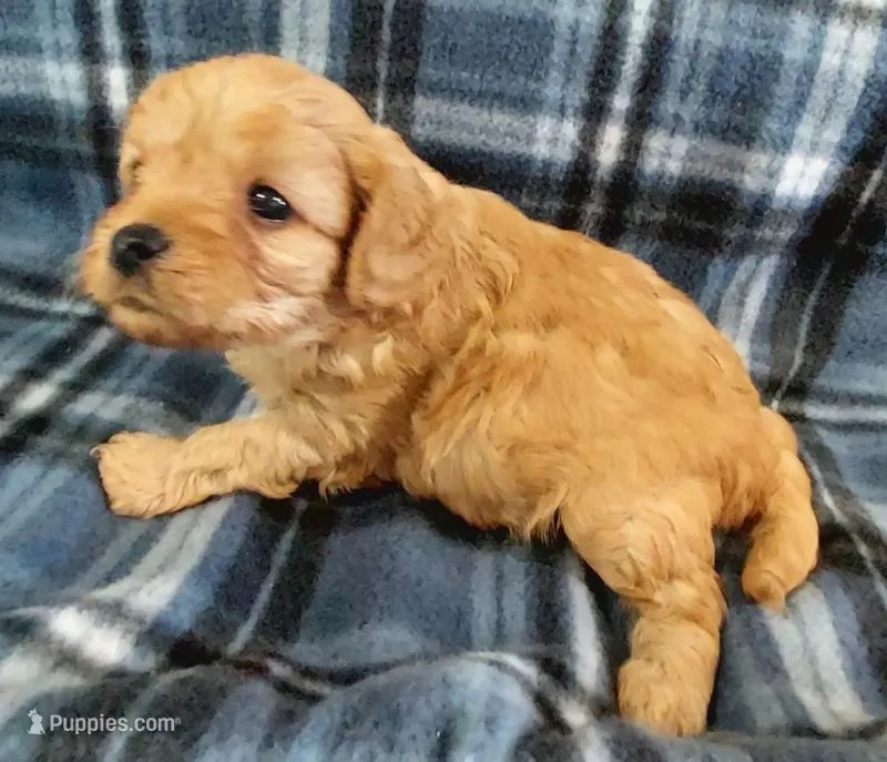 Sherlock – Cavapoo puppy for sale in Purdy, MO