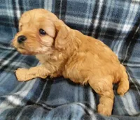 Sherlock, a male Cavapoo for sale in Purdy, MO – 3 of 3