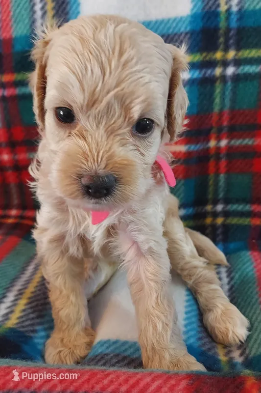 Luna – Cavapoo puppy for sale in Purdy, MO