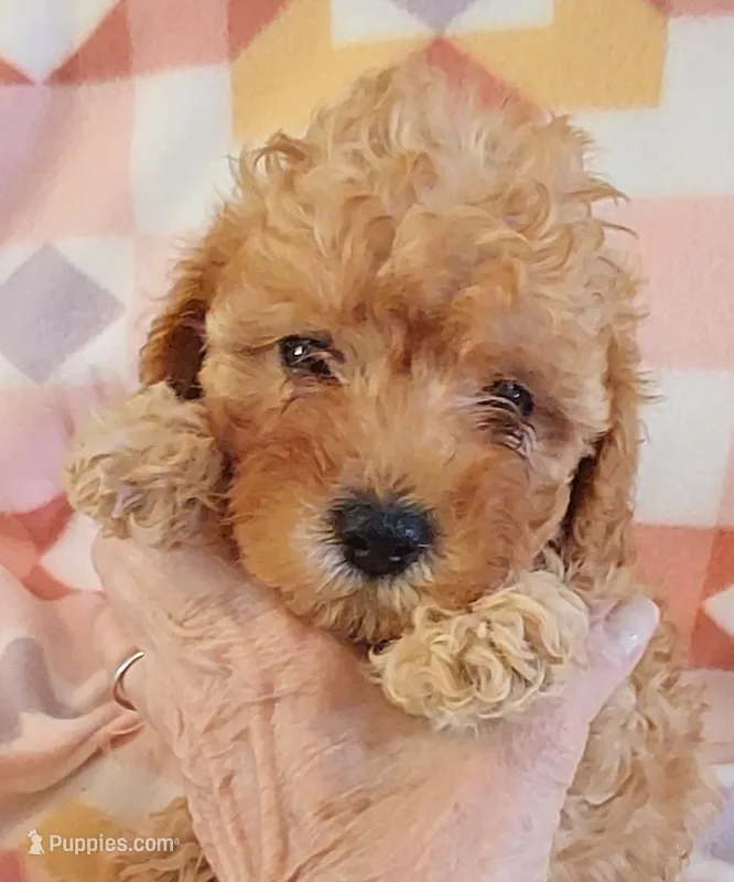 Shona – Cavapoo puppy for sale in Purdy, MO