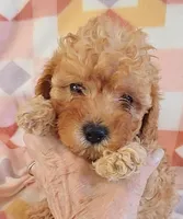 Shona, a female Cavapoo for sale in Purdy, MO – 3 of 3