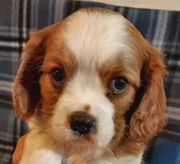 Jimmie, a male Cavalier King Charles Spaniel for sale in Purdy, MO – 5 of 5