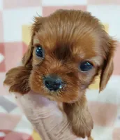 Ruth, a female Cavalier King Charles Spaniel for sale in Purdy, MO – 5 of 5
