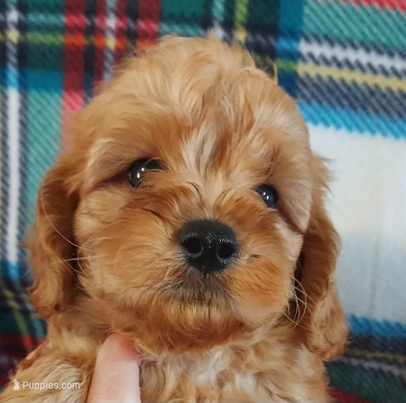 Shelton – Cavapoo puppy for sale in Purdy, MO