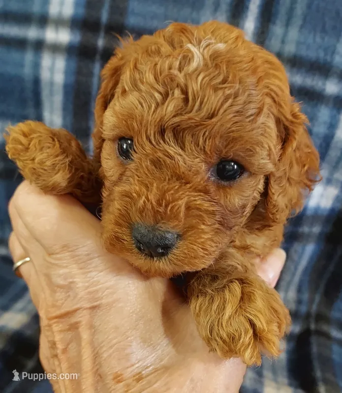 Shane – Cavapoo puppy for sale in Purdy, MO