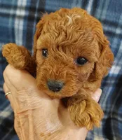 Shane, a male Cavapoo for sale in Purdy, MO – 1 of 3