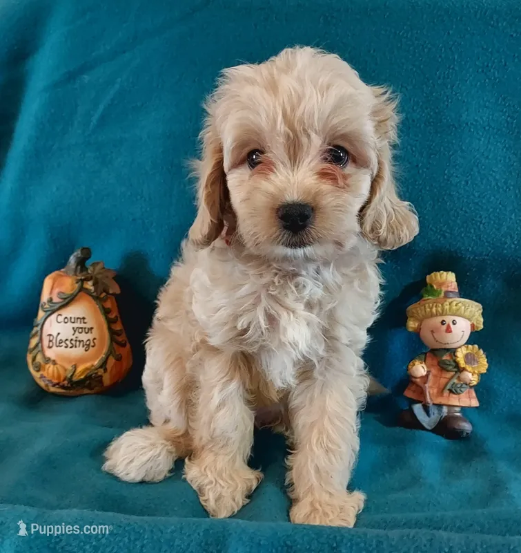 Luna – Cavapoo puppy for sale in Purdy, MO