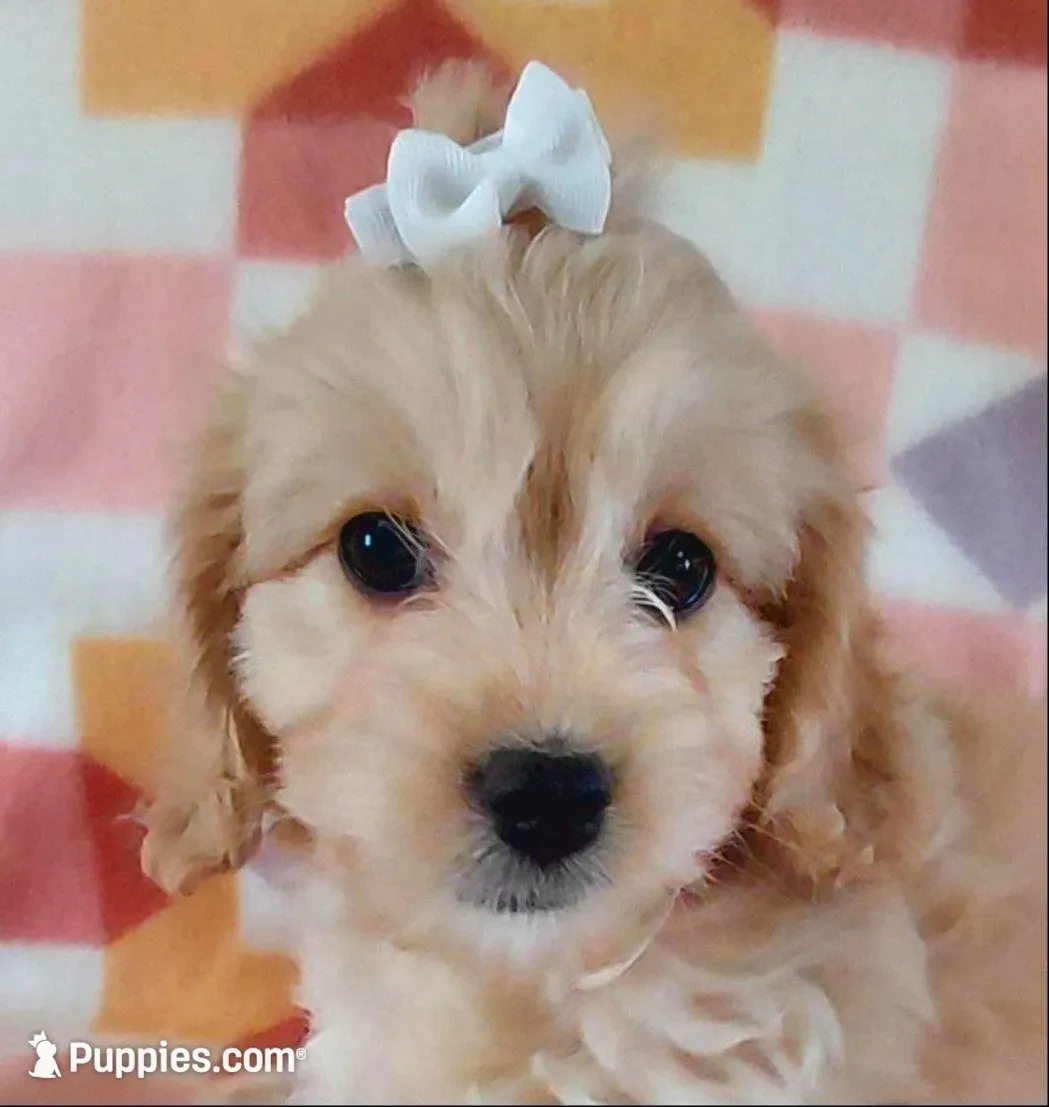 Lucille – Cavapoo puppy for sale in Purdy, MO