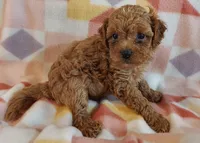 Lulu, a female Cavapoo for sale in Purdy, MO – 3 of 4