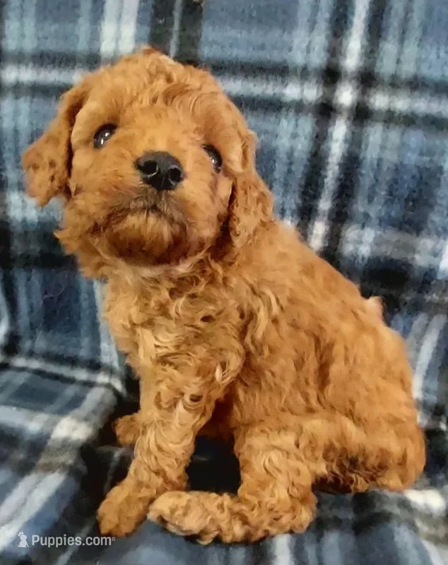 Shane – Cavapoo puppy for sale in Purdy, MO