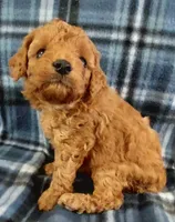 Shane, a male Cavapoo for sale in Purdy, MO – 3 of 3