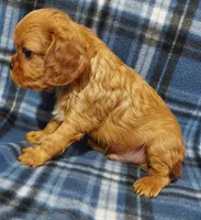 Lyman, a male Cavalier King Charles Spaniel for sale in Purdy, MO – Photo 3 of 3