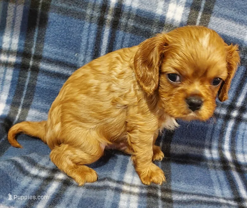 Lyman – Cavalier King Charles Spaniel puppy for sale in Purdy, MO