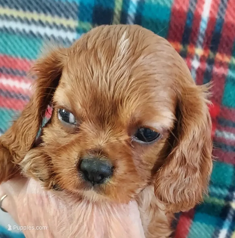 Lyman – Cavalier King Charles Spaniel puppy for sale in Purdy, MO