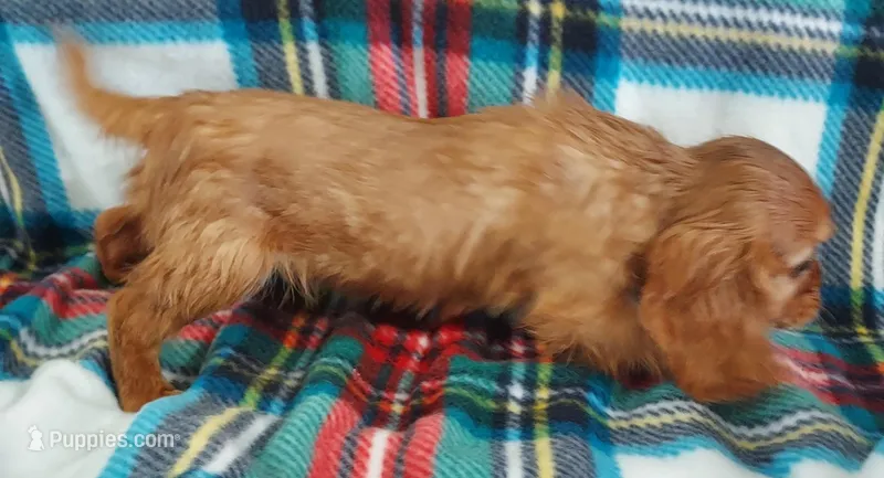 Lyman – Cavalier King Charles Spaniel puppy for sale in Purdy, MO