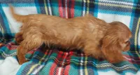 Lyman, a male Cavalier King Charles Spaniel for sale in Purdy, MO – 2 of 6