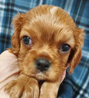 Lyman, a male Cavalier King Charles Spaniel for sale in Purdy, MO – Photo 1 of 3