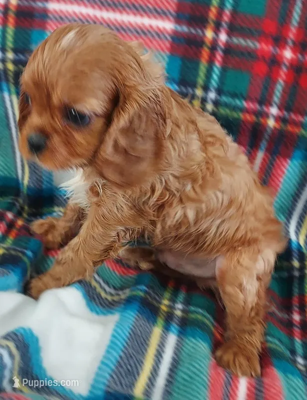 Lyman – Cavalier King Charles Spaniel puppy for sale in Purdy, MO