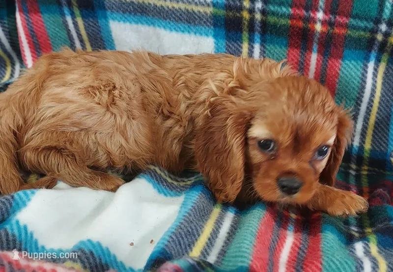Lyle – Cavalier King Charles Spaniel puppy for sale in Purdy, MO