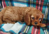 Lyle, a male Cavalier King Charles Spaniel for sale in Purdy, MO – 1 of 6