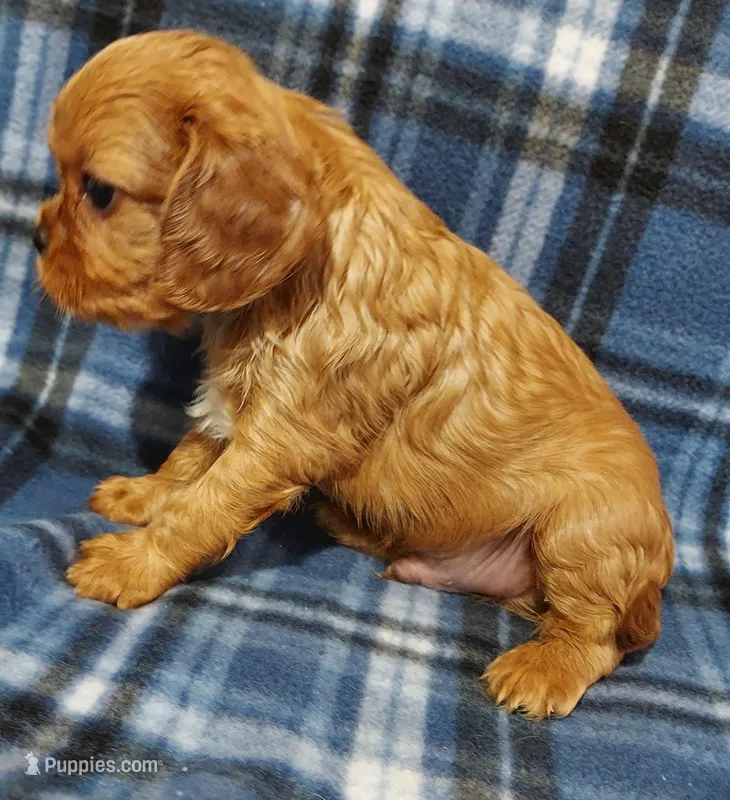 Lyle – Cavalier King Charles Spaniel puppy for sale in Purdy, MO