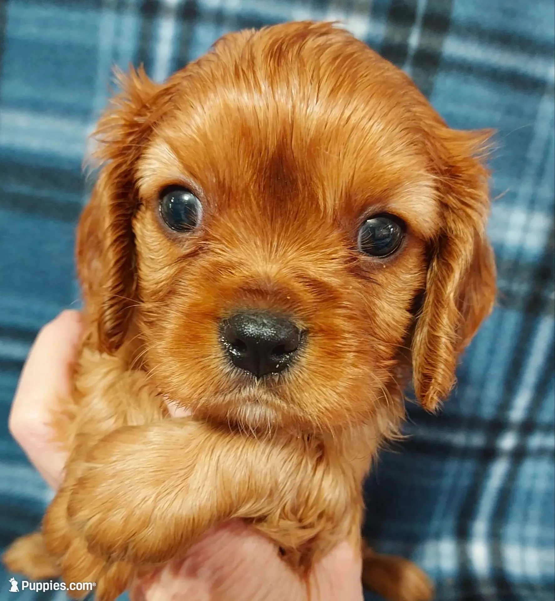 Lyle, a male Cavalier King Charles Spaniel for sale in Purdy, MO – 3 of 6