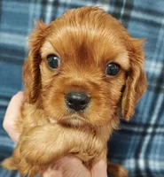 Lyle, a male Cavalier King Charles Spaniel for sale in Purdy, MO – Photo 1 of 4