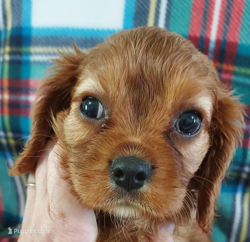 Lyle – Cavalier King Charles Spaniel puppy for sale in Purdy, MO
