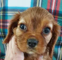 Lyle, a male Cavalier King Charles Spaniel for sale in Purdy, MO – 2 of 6