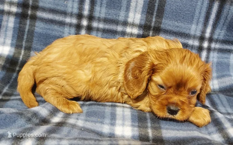 Lyle – Cavalier King Charles Spaniel puppy for sale in Purdy, MO