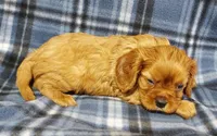 Lyle, a male Cavalier King Charles Spaniel for sale in Purdy, MO – Photo 3 of 4