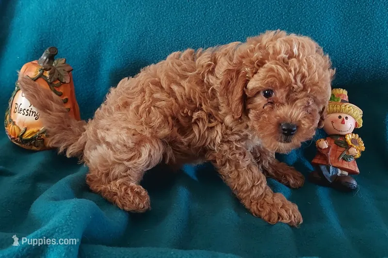 Lulu – Cavapoo puppy for sale in Purdy, MO