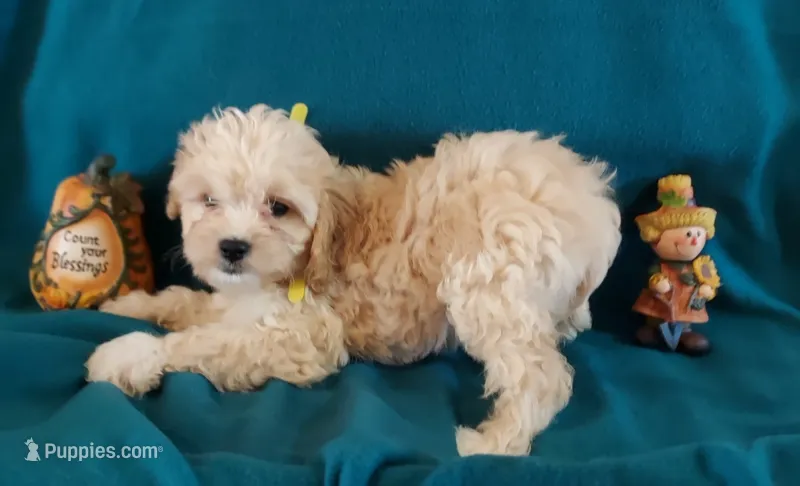 Lou – Cavapoo puppy for sale in Purdy, MO