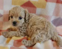 Luise, a female Cavapoo for sale in Purdy, MO – 3 of 4