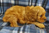 Shelton, a male Cavapoo for sale in Purdy, MO – 2 of 3